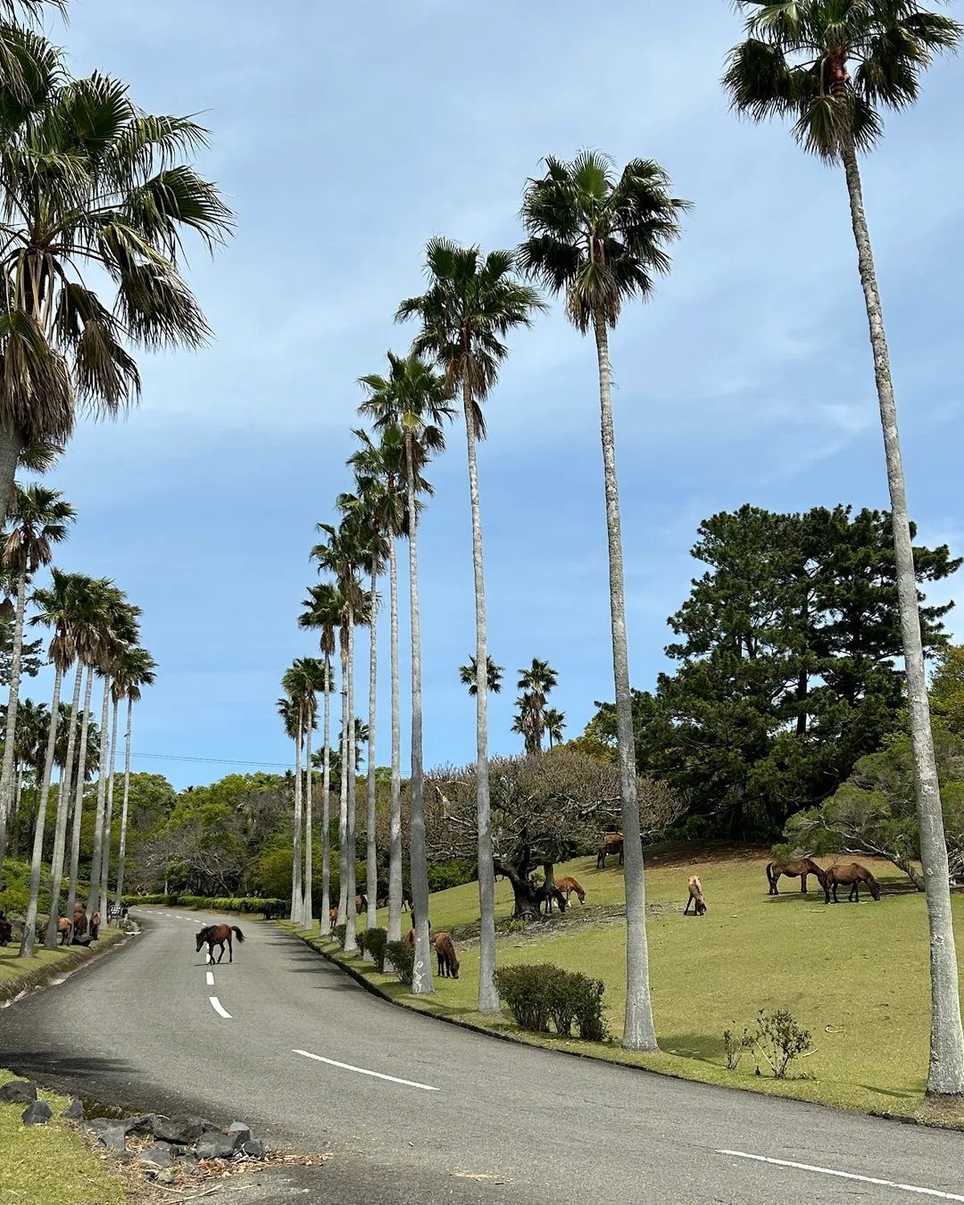 🏞️ 가이몬 산기슭 자연공원(토카라 말 목장) 이미지 8